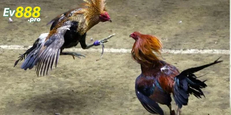 Tìm hiểu về đá gà EV88