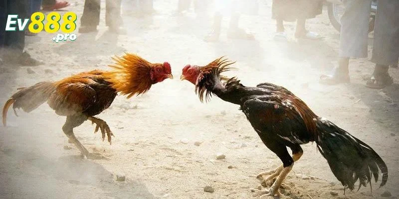 Kinh nghiệm chơi đá gà cựa sắt thắng lớn