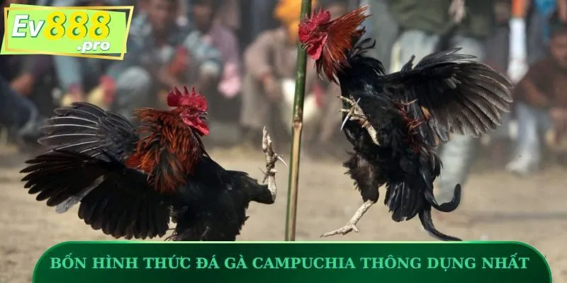 Bốn hình thức đá gà Campuchia thông dụng nhất