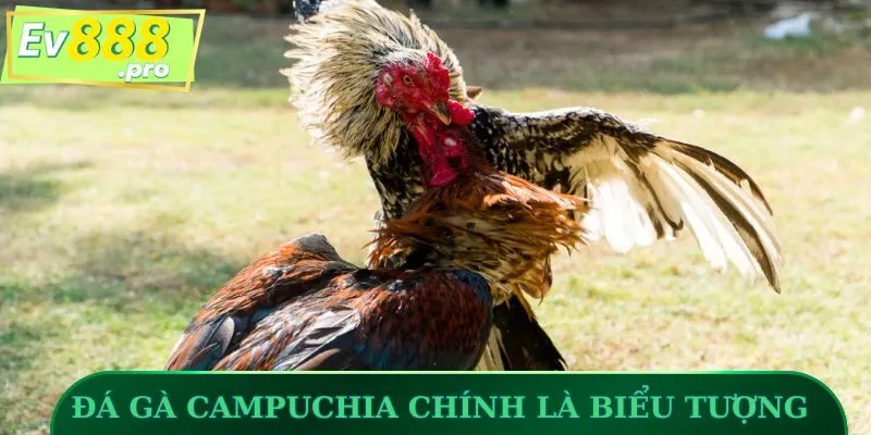 Đá gà Campuchia chính là biểu tượng của bộ môn chọi kê