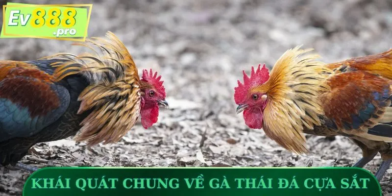 Khái quát chung về gà Thái đá cựa sắt
