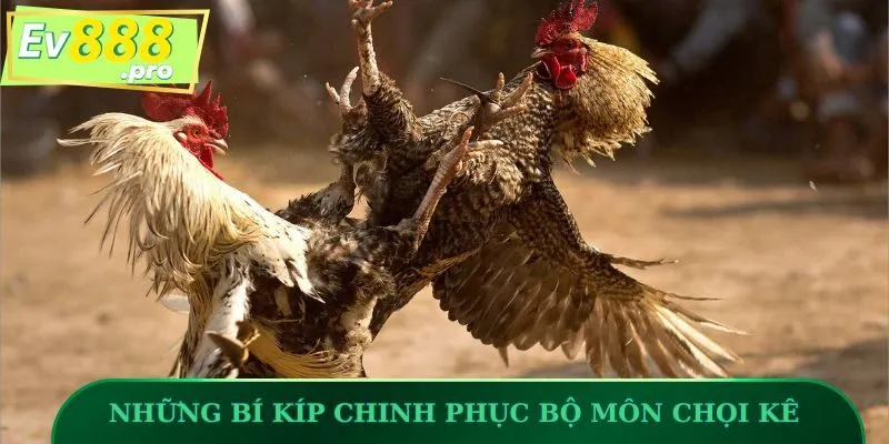 Những bí kíp chinh phục bộ môn chọi kê tại EV88
